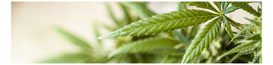 Colors of Tea • Thés et tisanes au chanvre CBD